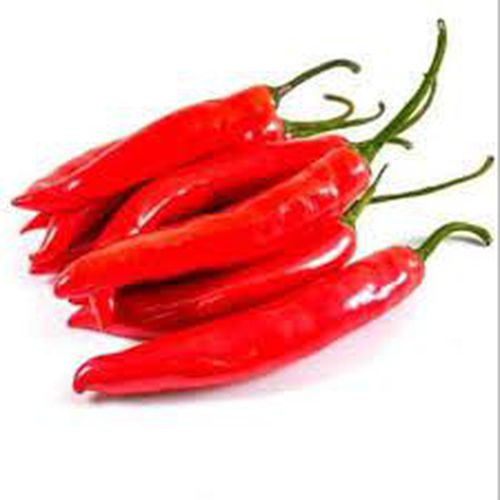 Cabe Keriting/Besar