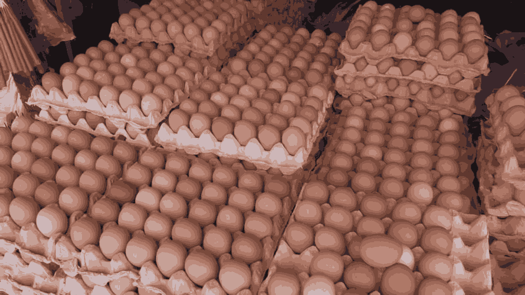 Telur Ayam