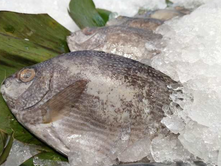Ikan Baronang