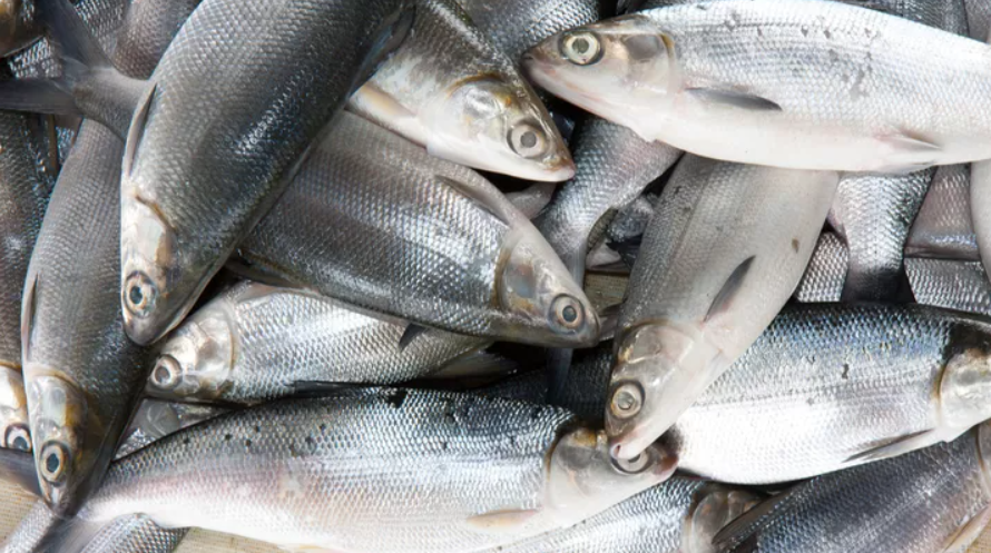 Ikan Bandeng