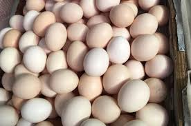 Telur Ayam Kampung