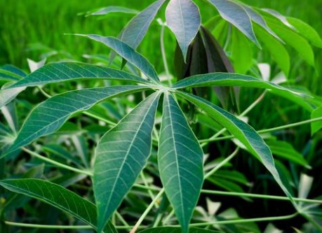Daun Singkong