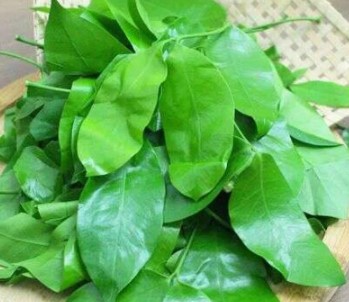 Daun melinjo