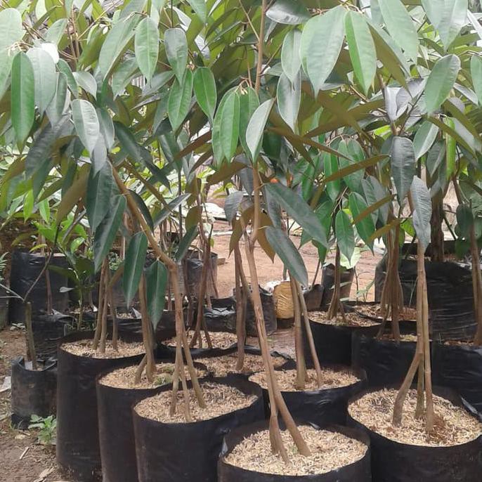 BIBIT DURIAN MONTONG